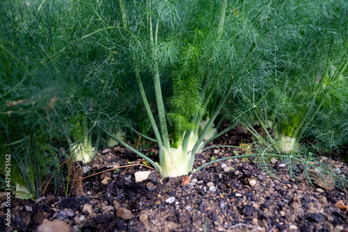 Organic vegetables gargen, fennel bulbs growing in open soil