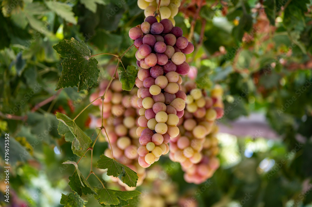 Bunches of white-pink sweet seedless table grapes ripening on vineyars of Cyprus