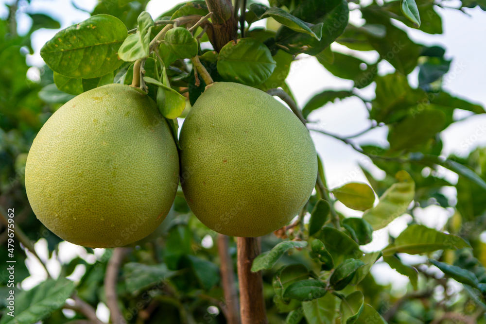 Big round pomelo citrus fruits hanging on trees on pomelo plantations