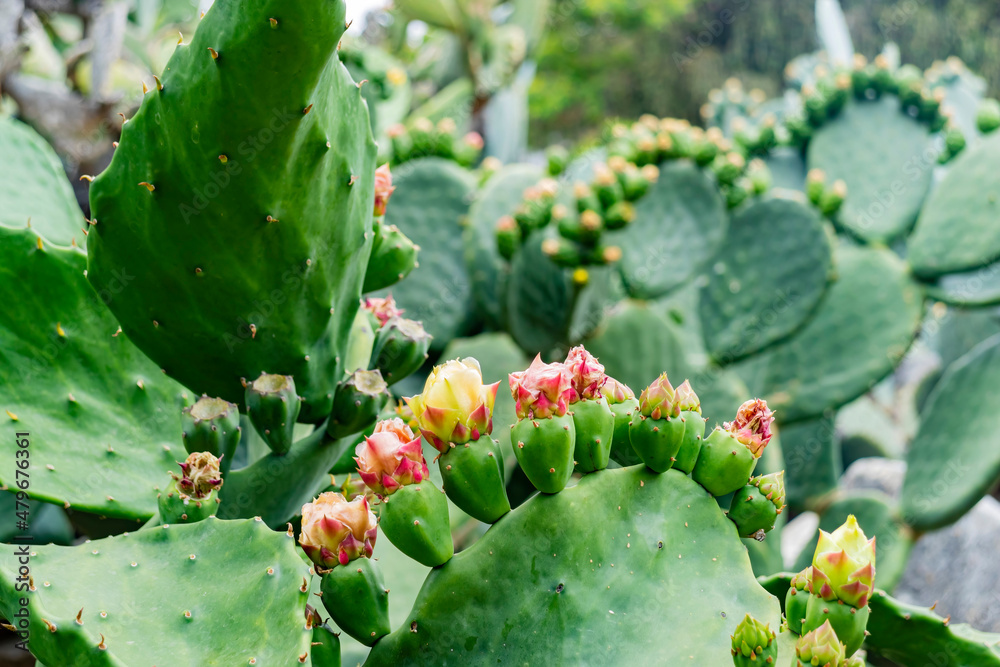 Close up shot of cactus blossom Close up shot of cactus blossom
