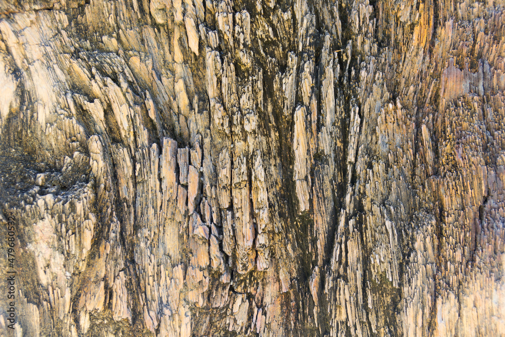 Obraz premium The Petrified Wood Texture Background