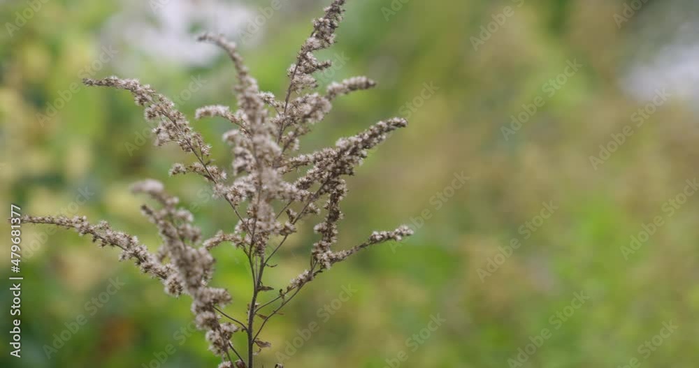 A branch moves slowly in the wind during the fall season. A branch moves slowly in the wind during the fall season.