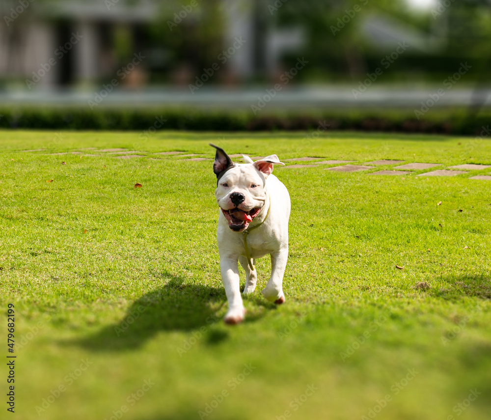 American bully dog on the green field