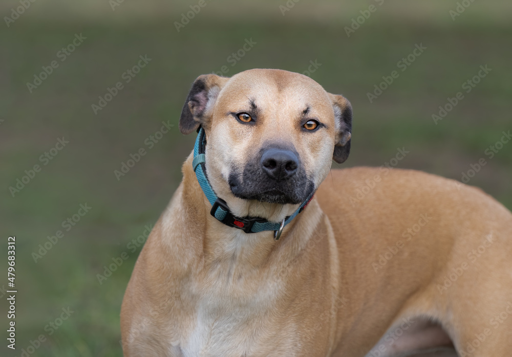 2022-01-10 A TAN AND BROWN DOG WITH PIERCING EYES WEARING A LIGHT BLUE COLLAR AND A BLURRY GREEN BACKGROUND 2022-01-10 A TAN AND BROWN DOG WITH PIERCING EYES WEARING A LIGHT BLUE COLLAR AND A BLURRY GREEN BACKGROUND