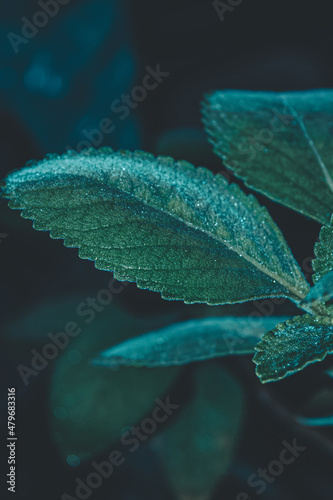 leaf with drops