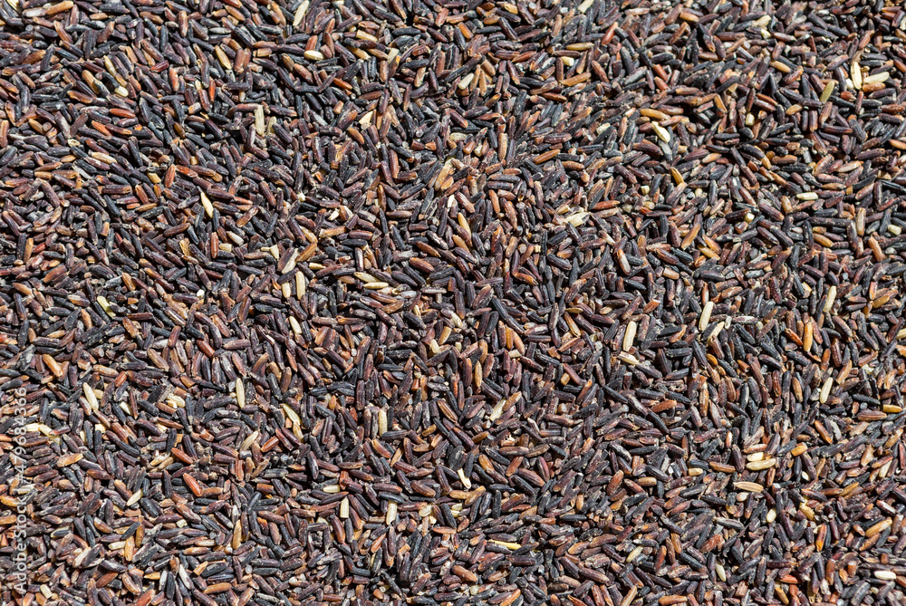 Rice berry rice destroyed by rice bug, snout beetles eating raw rice, food insect problem Rice berry rice destroyed by rice bug, snout beetles eating raw rice, food insect problem