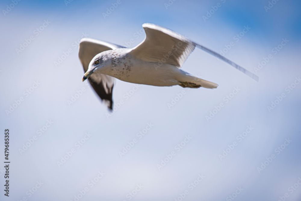 Obraz premium seagull flying in the sky