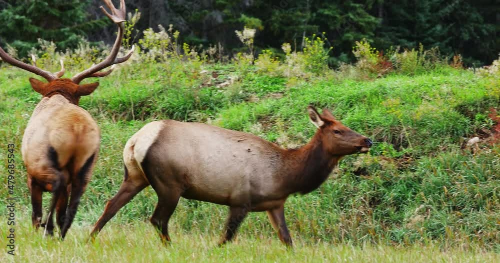 Bull elk chases, sniffs rear end of female during mating season, or rut. Bull elk chases, sniffs rear end of female during mating season, or rut.