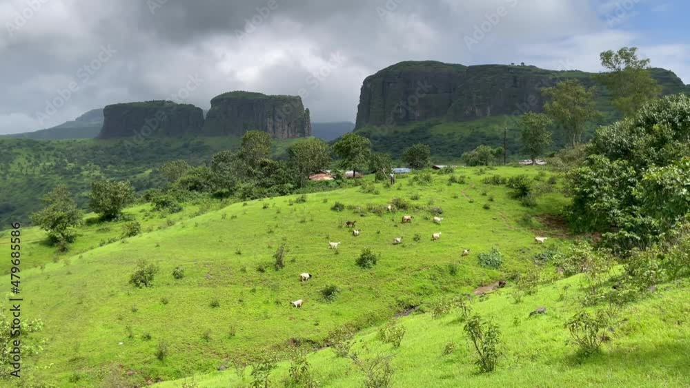Landscape with herd of goats, rock formation in background. India. Aerial, tracking Landscape with herd of goats, rock formation in background. India. Aerial, tracking