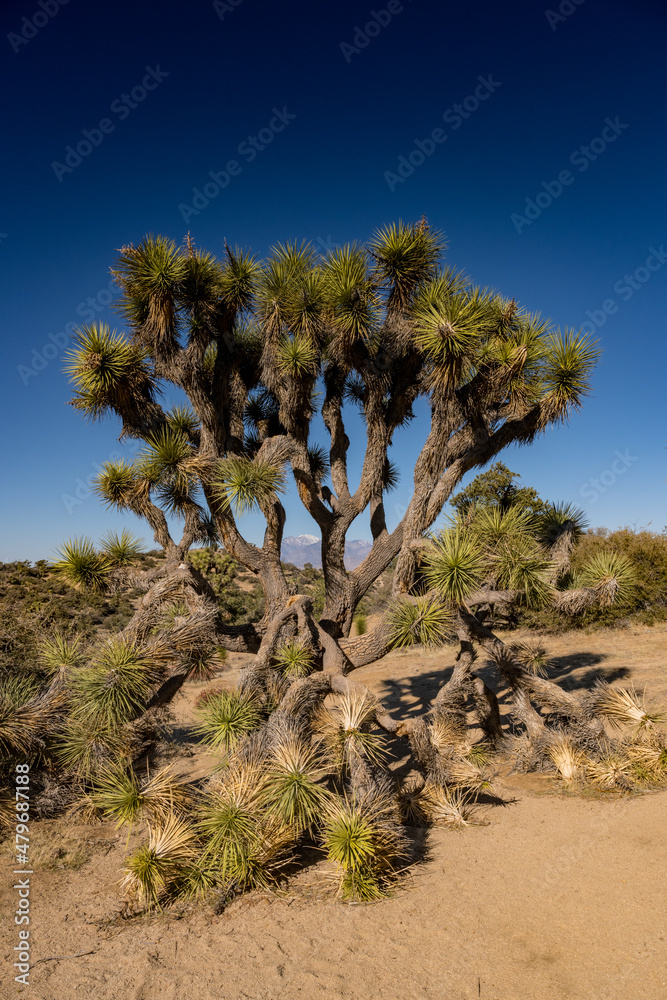 Branches Of Joshua Tree Collapse Under The Weight Of Growth