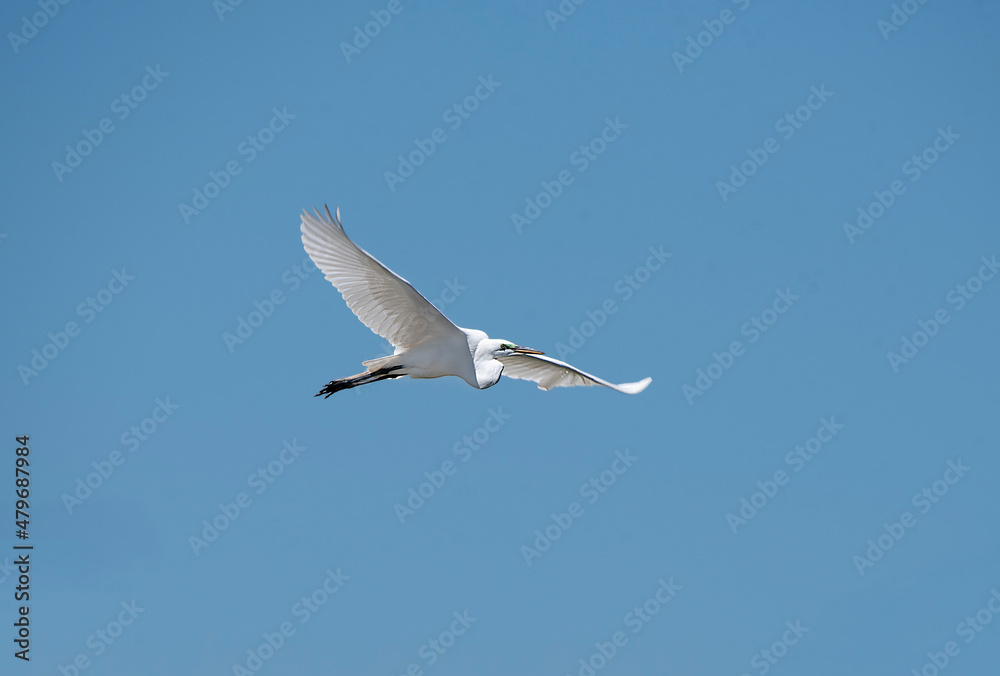 White Egret Gliding Along With The Wind White Egret Gliding Along With The Wind