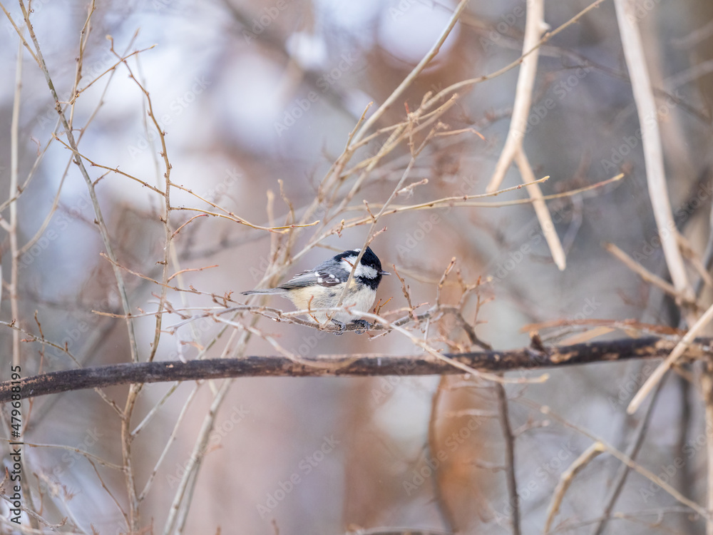 Beautiful bird Coal tit, lat. Periparus ater, sitting on a branch without leaves in the autumn or winter. Beautiful bird Coal tit, lat. Periparus ater, sitting on a branch without leaves in the autumn or winter.