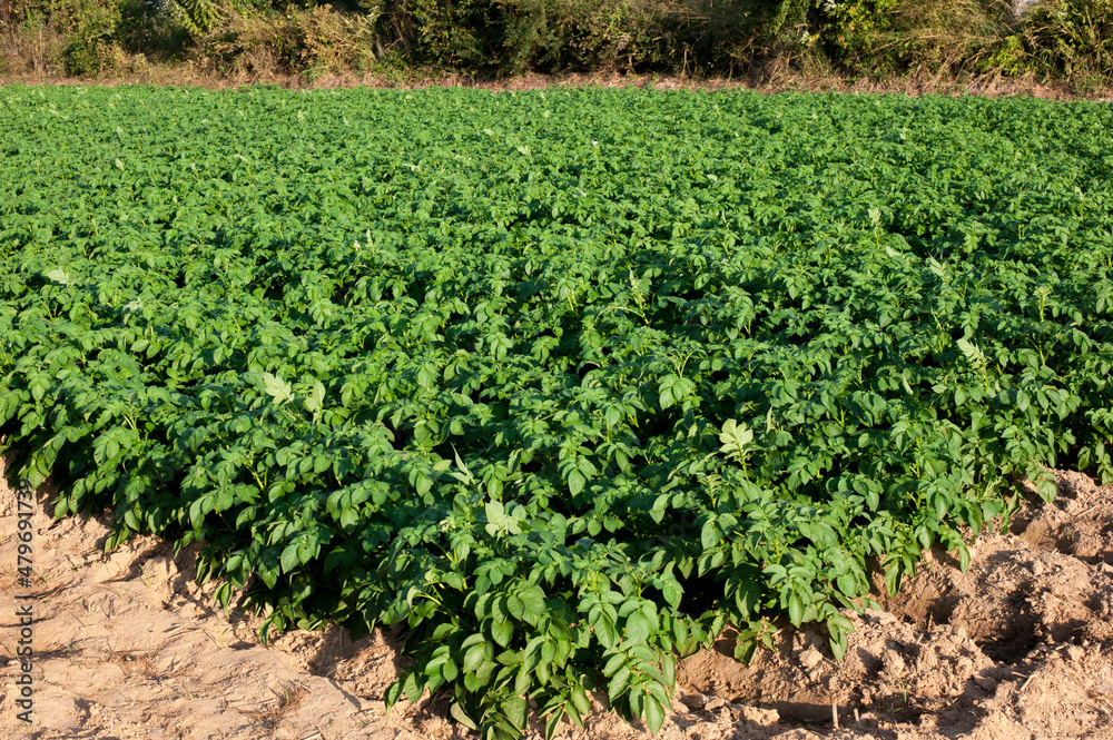 Organic potato fields covered in lush foliage, potatoes are a popular food around the world.