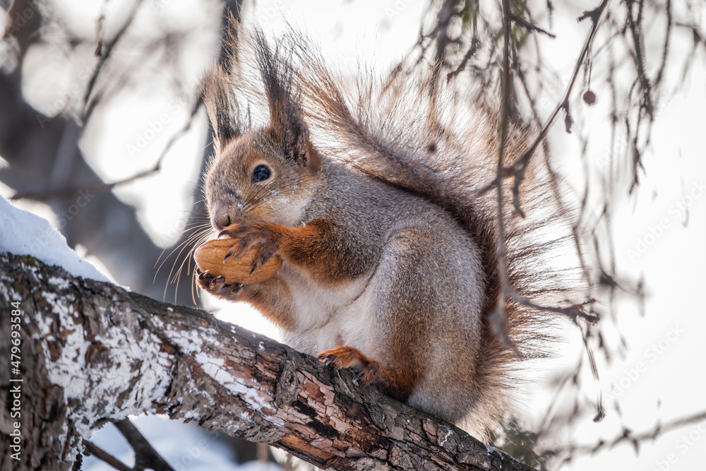 The squirrel with nut sits on tree in the winter or late autumn The squirrel with nut sits on tree in the winter or late autumn