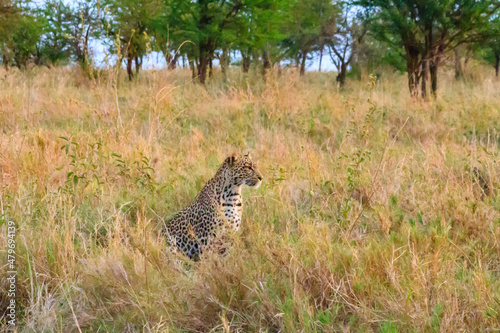 African leopard (Panthera pardus pardus) sitting in grass in Serengeti National park, Tanzania