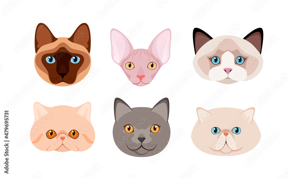 A set of cat heads on a white background. Cartoon design.
