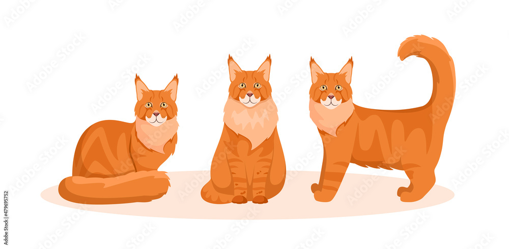 Fototapeta premium A set of Maine Coon cats on a white background. Cartoon design. 