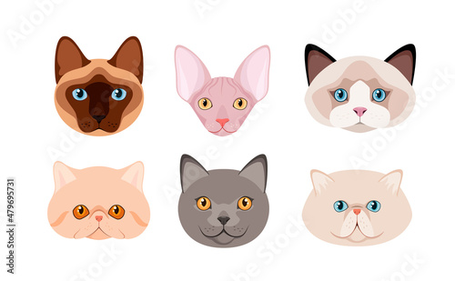 A set of cat heads on a white background. Cartoon design. 