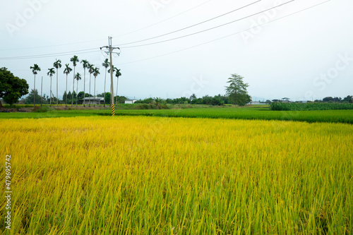 Taiwan, southern countryside, blue sky and white clouds, mature, golden rice fields