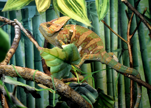 chameleon on tree