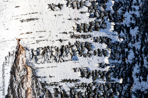 wood texture. close up black and white birsh wooden background.Details on the surface of the bark of an adult birch photo