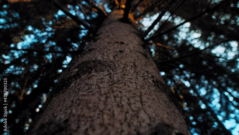 High pine tree trunk covered with thick bark on background of long branches with needles under clear blue sky close low angle view slow motion