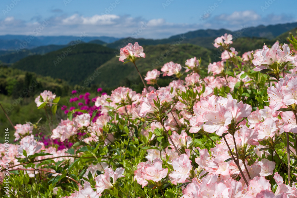 丘をバックに薄いピンクのツツジの花