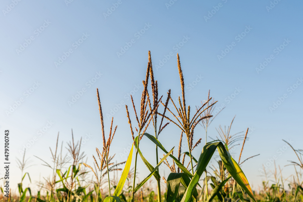 Corn field with blue sky on the background. Selective focus. Corn field with blue sky on the background. Selective focus.