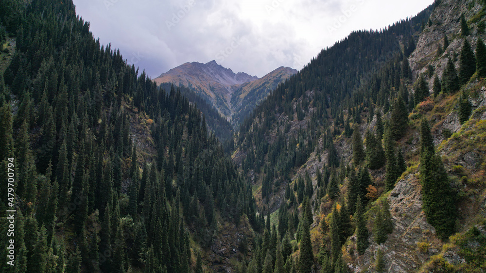 The mountain gorge is covered with coniferous trees. Clouds and peaks are visible in the distance. There are steep slopes and rocks along the edges of the gorge. Tall fir trees and bushes on slopes