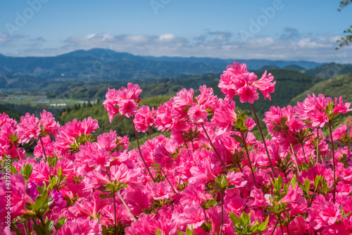 山をバックに濃いピンクのツツジの花 