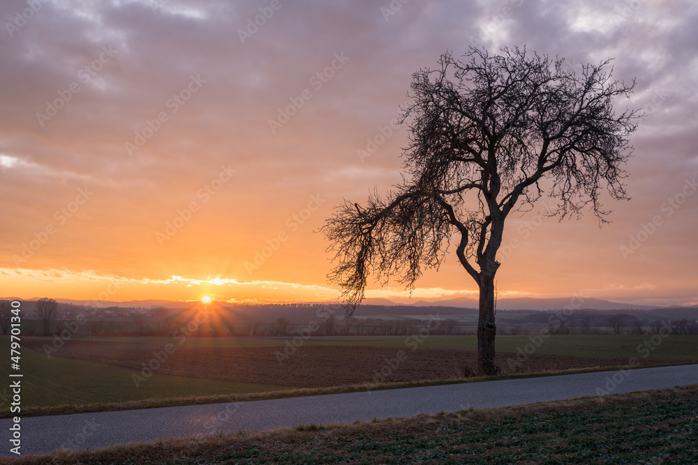  Sunshine behind a single bare tree in grass field at sunset. Rural landscape on a warm spring evening.