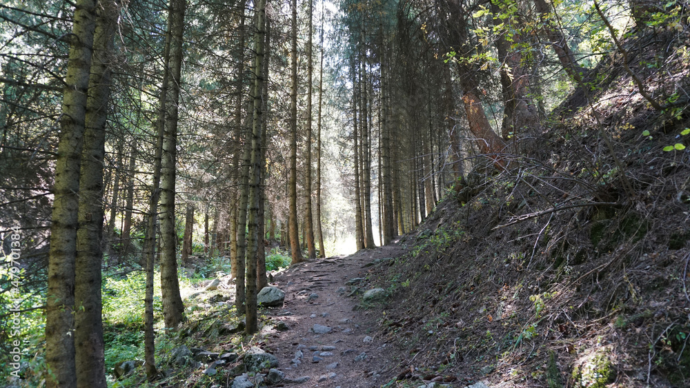 A forest trail along a mountain river. There are pine and coniferous trees all around. There are rocks and tree roots on the path. A small clean river runs. Hiking in the mountain forest. Almaty