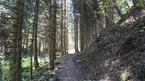 A forest trail along a mountain river. There are pine and coniferous trees all around. There are rocks and tree roots on the path. A small clean river runs. Hiking in the mountain forest. Almaty