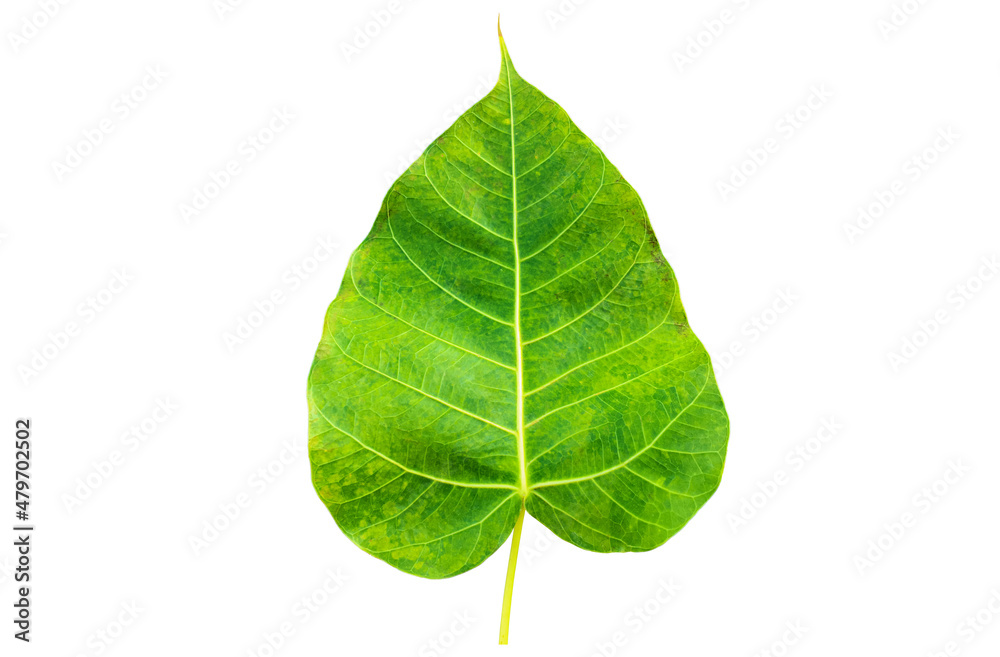 Fototapeta premium Isolated Bodhi leaf with clipping paths.