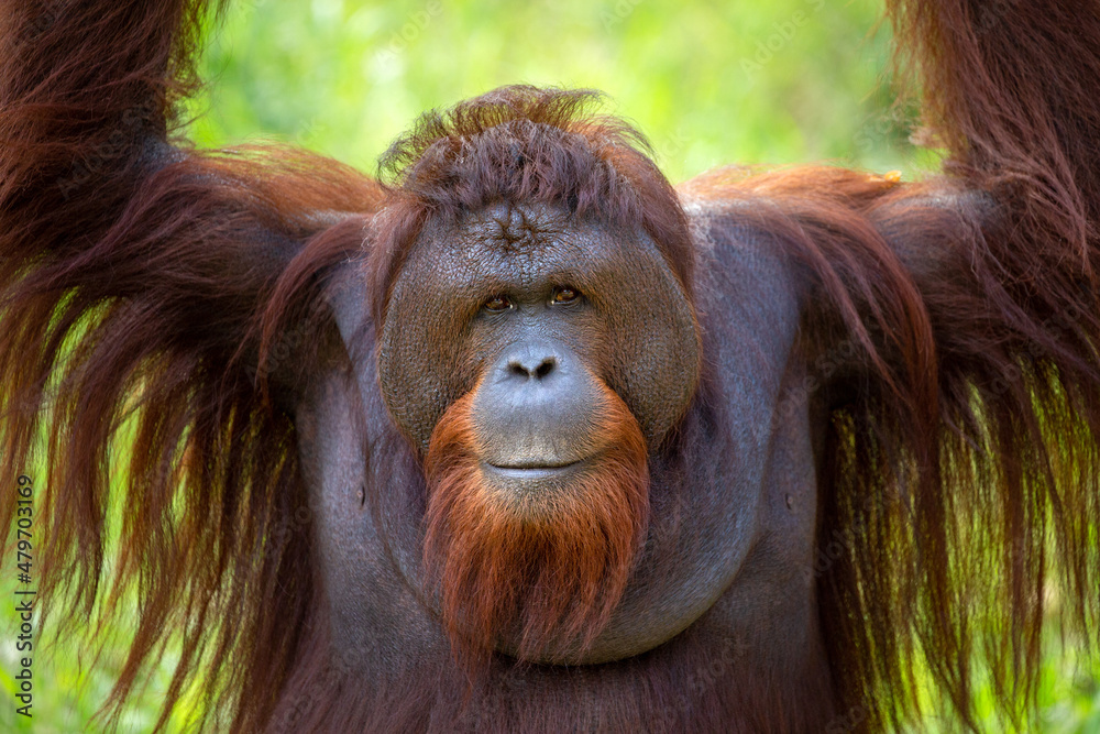 A young adult orangutan is resting in nature. - obrazy, fototapety, plakaty 
