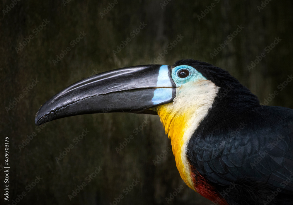 Channel-billed toucan colorful toucan native to Brasil. Channel-billed toucan colorful toucan native to Brasil.