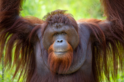 A young adult orangutan is resting in nature. photo