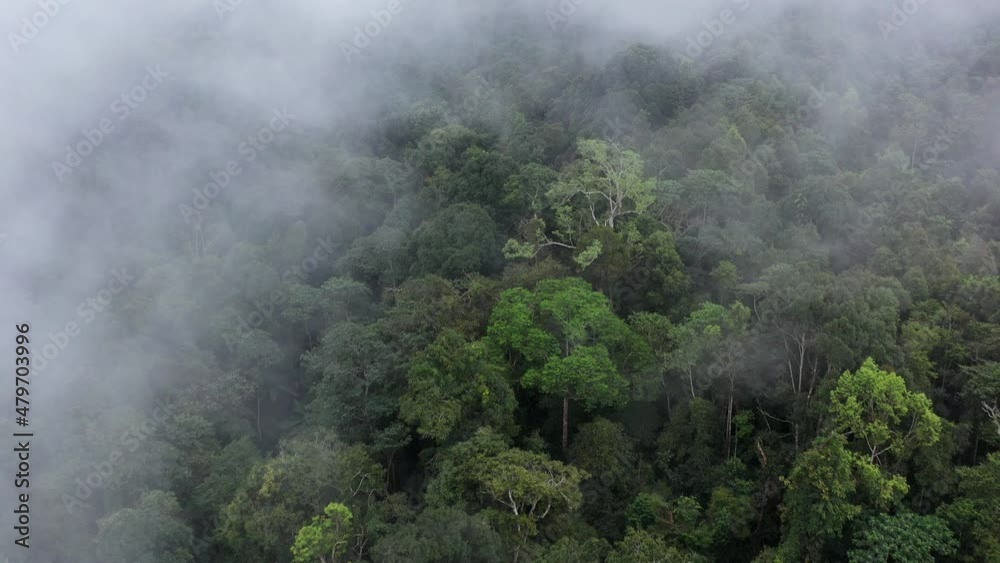 aerial view, rich forest with dense trees Tropical rainforest in northern Thailand aerial view, rich forest with dense trees Tropical rainforest in northern Thailand