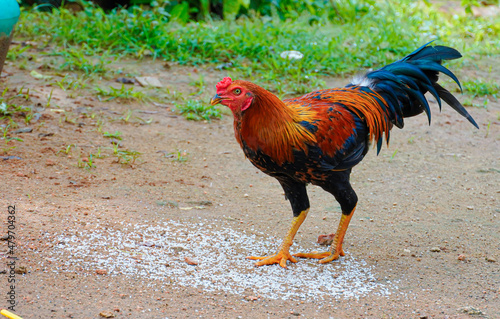 Cock - Indian Red Cock is eating white rice as a food in morning time. photo