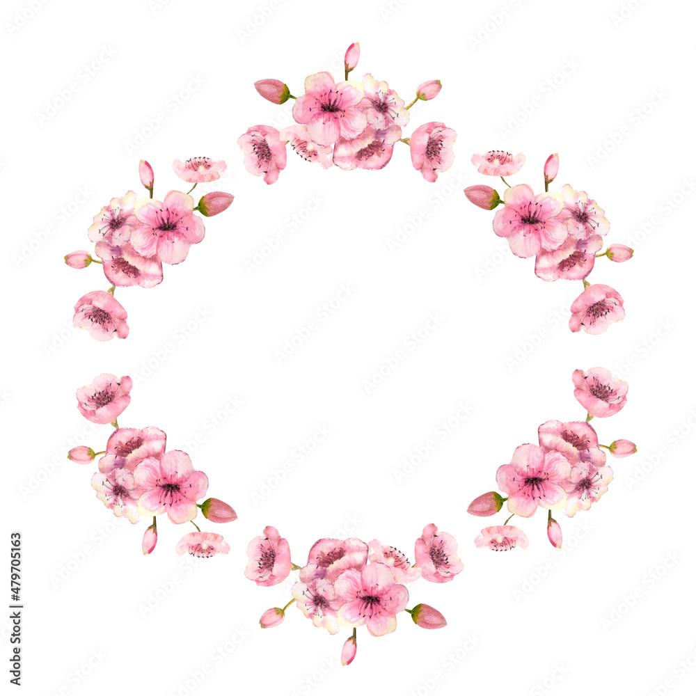 A wreath of spring pink sakura blossoms on a white isolated background. Watercolor illustration A wreath of spring pink sakura blossoms on a white isolated background. Watercolor illustration