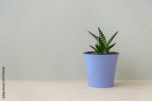 Succulent flower pot. Growing indoor flowers. The trending color of 2022 is purple Very Peri. Grey wall background copy space. Minimalistic discreet design, mockup for text. Striped green leaves