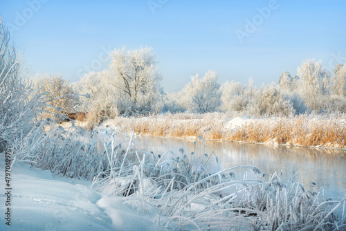 Trees and grass in white snow frost on the river bank in the Moscow region on a winter sunny evening © yulenochekk