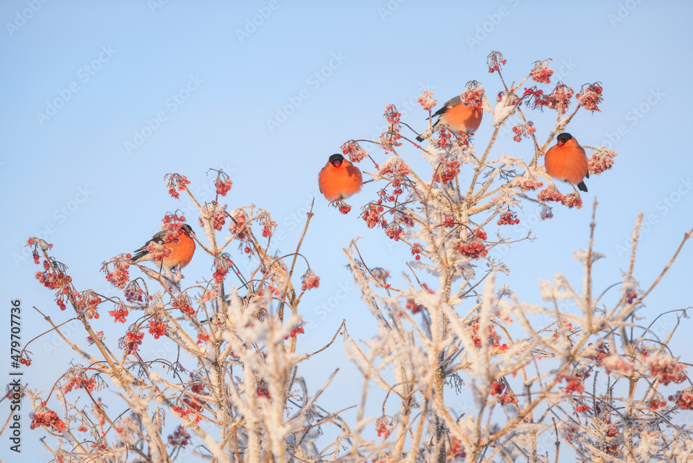 Bullfinches on the frosty branches of the viburnum Bullfinches on the frosty branches of the viburnum