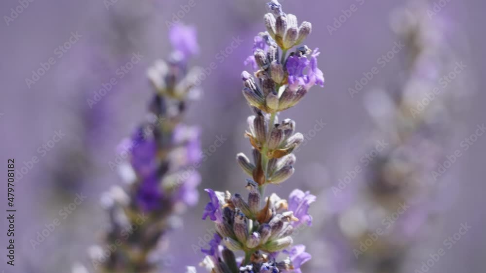 Field with blooming lavender and honey bee on flowers collecting pollen. Provence in France. Slow motion Field with blooming lavender and honey bee on flowers collecting pollen. Provence in France. Slow motion