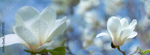 White magnolia flowers in the sun.