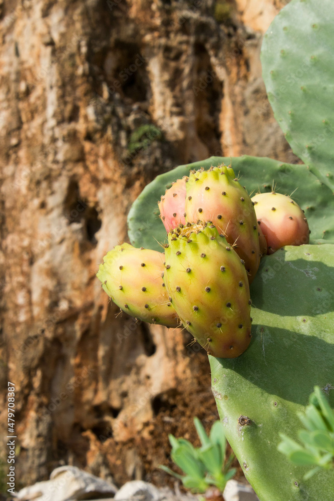 close-up of the fruits of the prickly pear on the cladodes of the plant
close-up of the fruits of the prickly pear on the cladodes of the plant