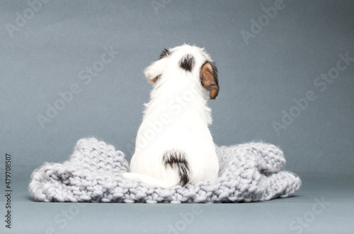 puppy jack russell terrier sitting backwards