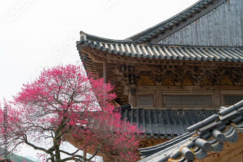 Spring of Hwaeomsa Temple in Gurye, South Korea. 화엄사, 구례, 매화, 흑매화.	
 photo