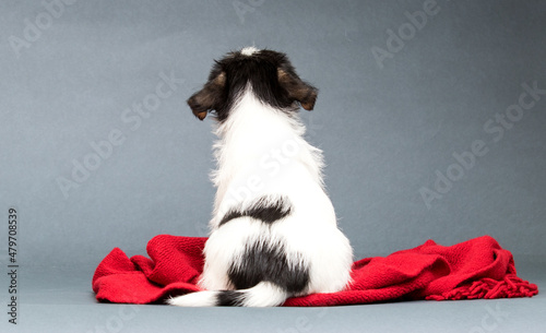puppy jack russell terrier sitting backwards