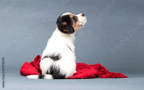 puppy jack russell terrier sitting backwards